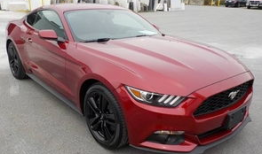 野马视频,探寻狂野之美，捕捉自然瞬间